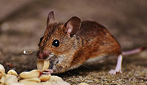 24 Hour & Emergency Exterminators in Saxapahaw, NC
